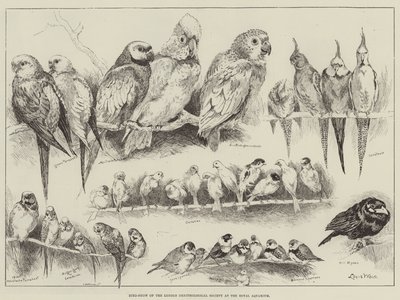 Vogelshow van de London Ornithological Society in het Royal Aquarium door Louis Wain